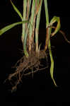 Bur-reed sedge